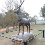 Majestic large Bronze Whitetail Buck Statue feedback