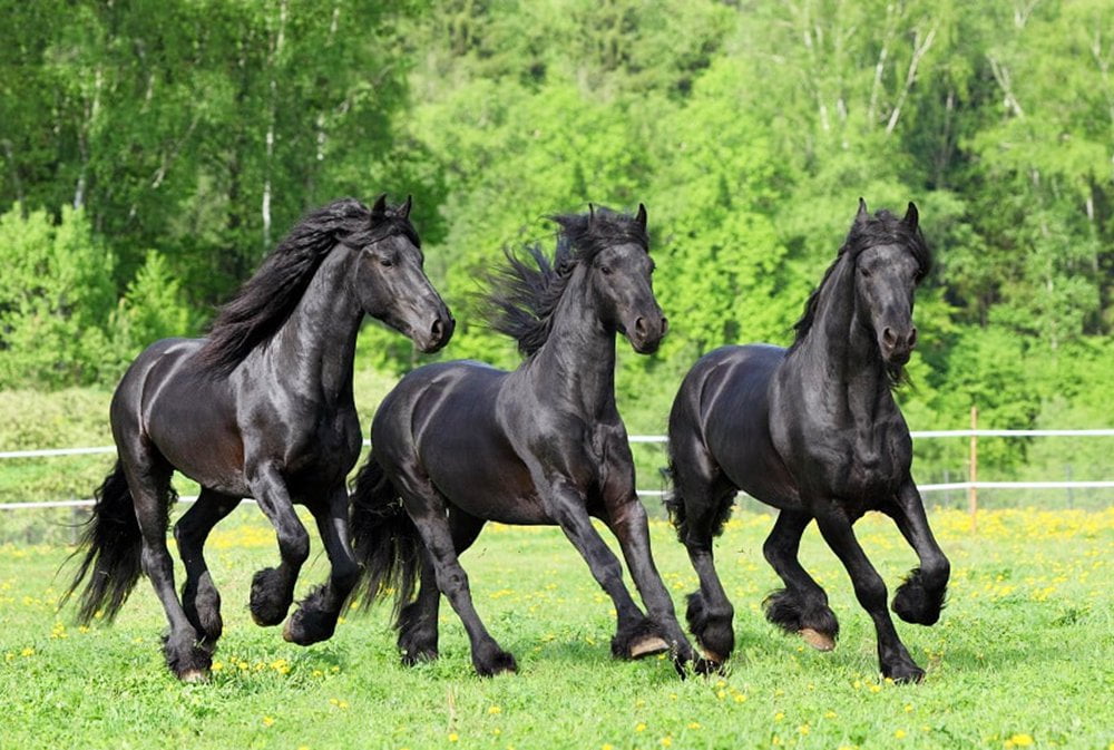 Friesian Horse