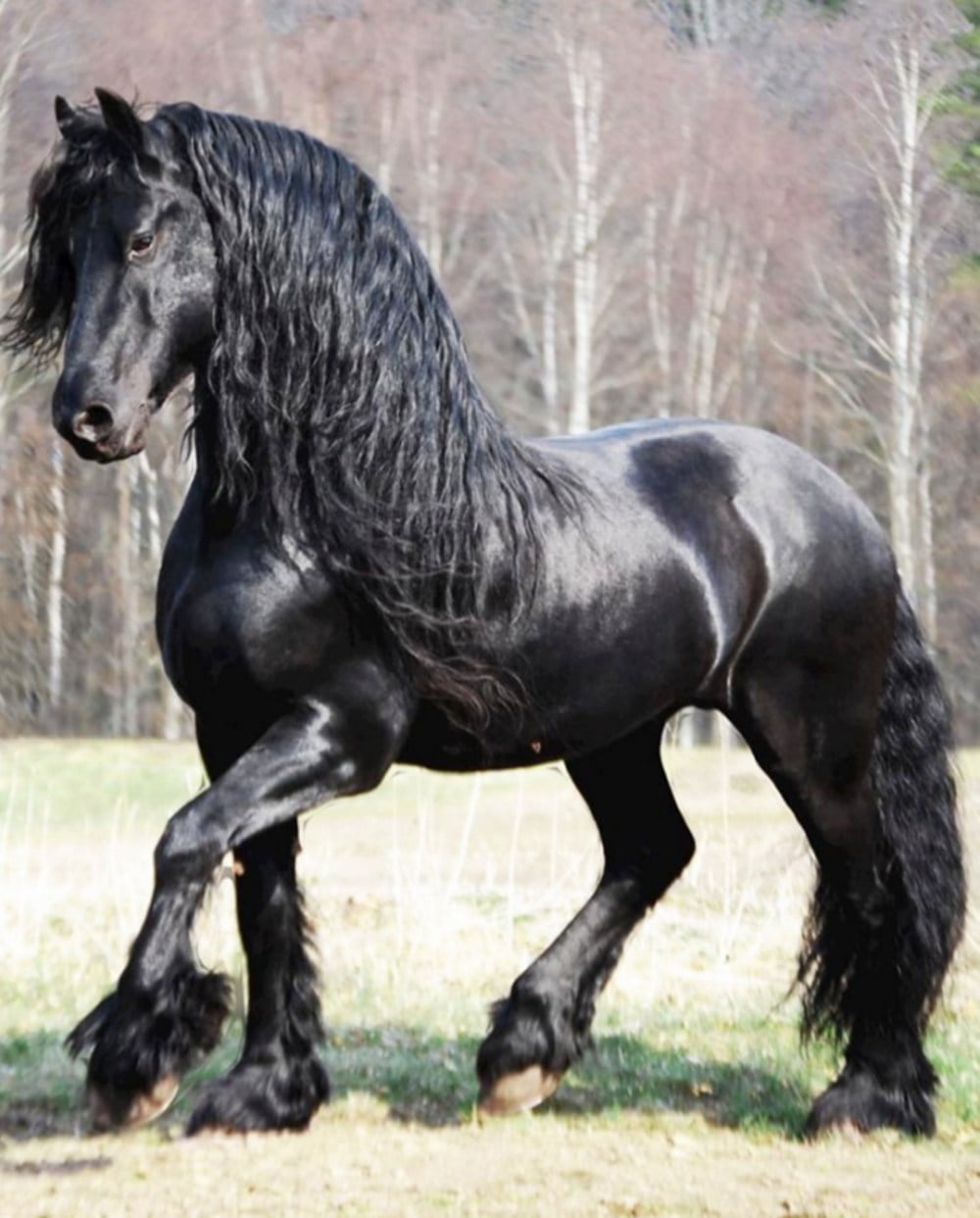 Real Friesian black horse long mane feather legs sculpture reference