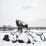 Bugling Bull Elk Statue