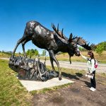 Heritage Park Historical Village bronze bull moose statue