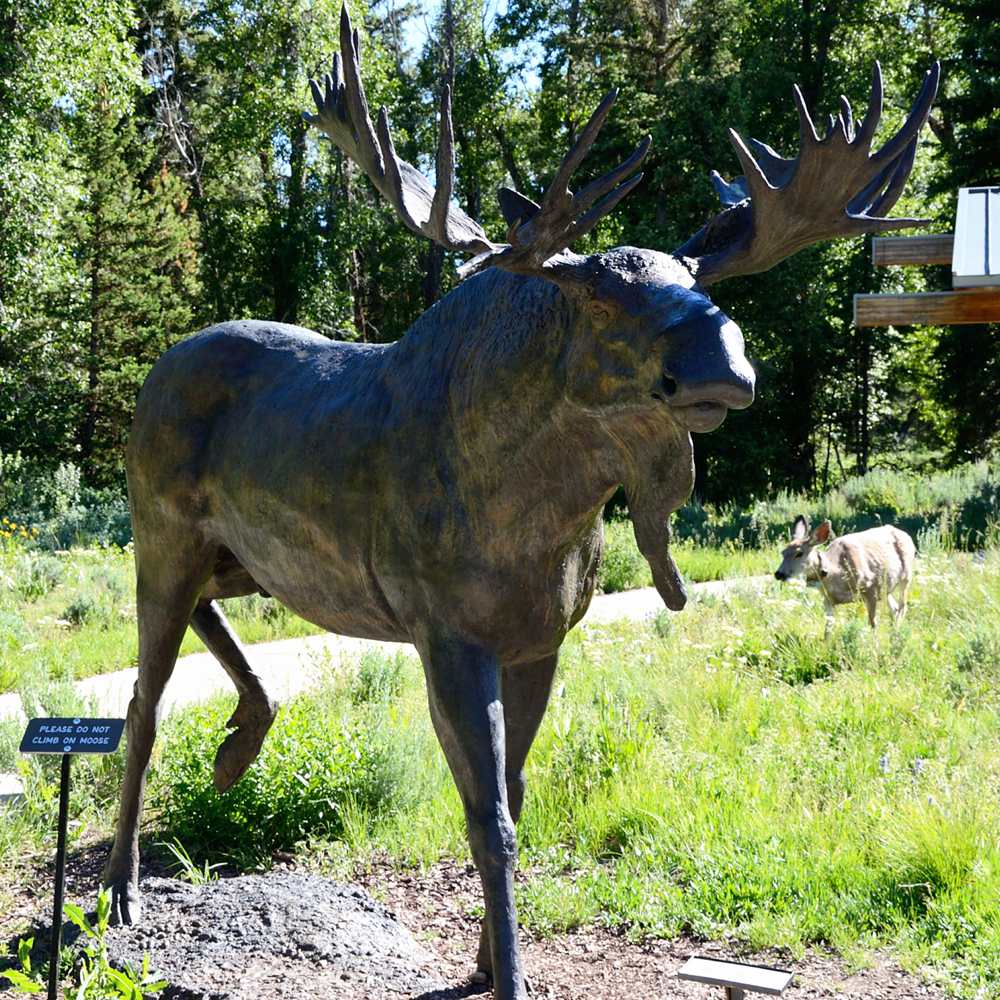 Grand Tetons National Park Large Moose Statue