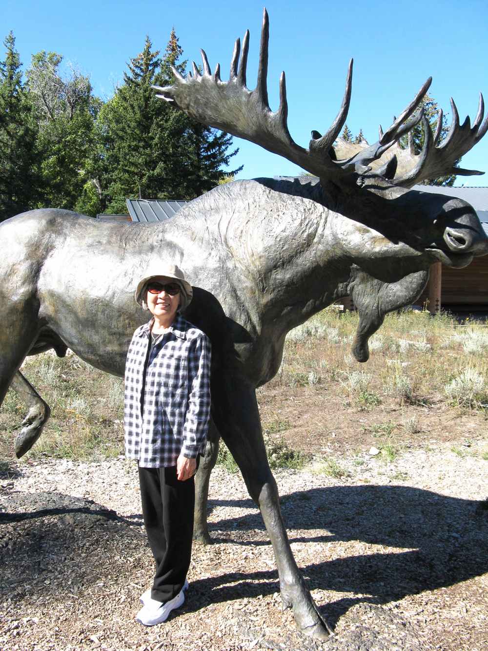 National Park Large Moose Statue