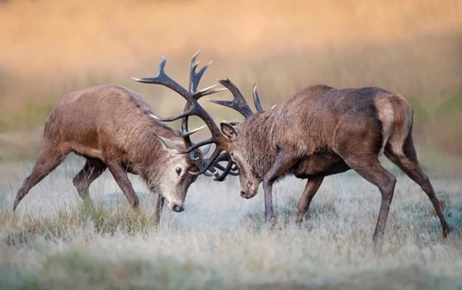 wildlife Fighting Elk