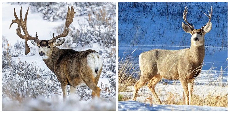 large Mule Deer