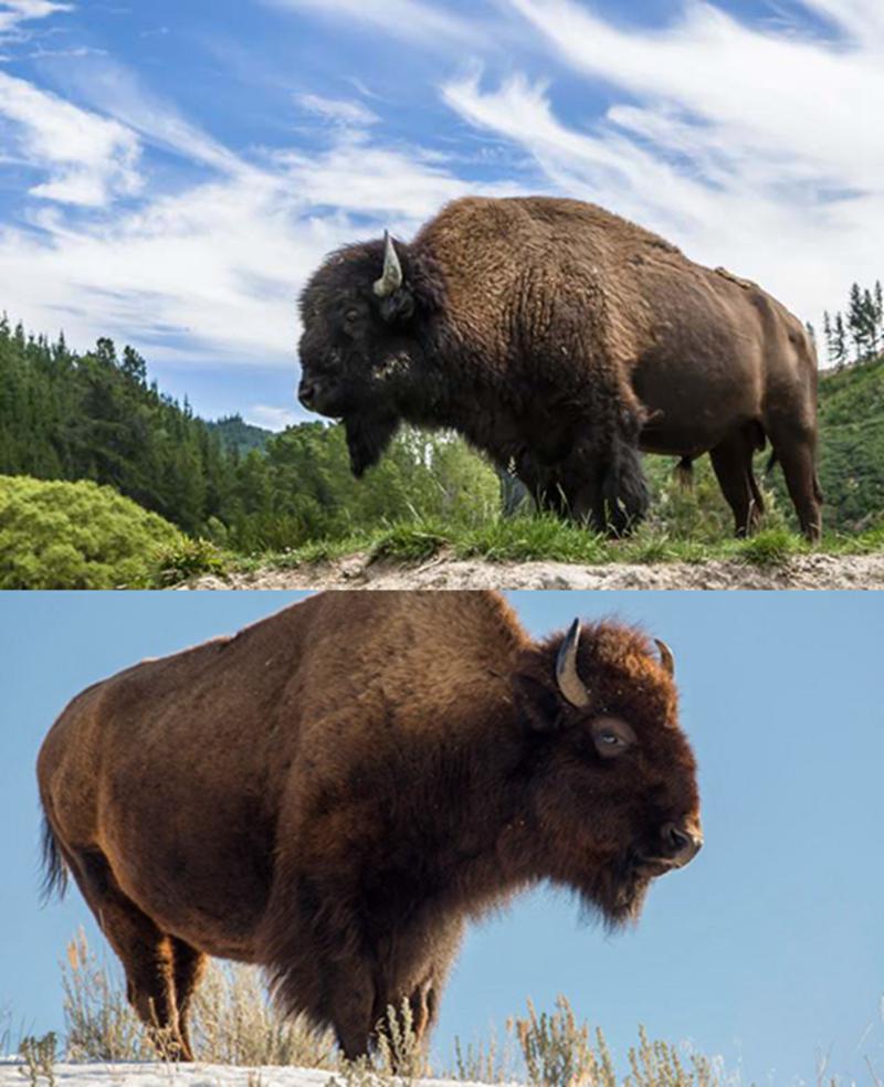 Why Do So Many People Like The Bronze Bison Statue? - YouFine News - 1