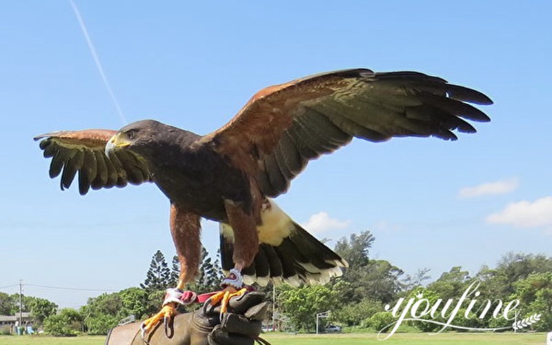 Large life-size Metal Eagle Statue Outdoor Customized Decor Suppliers BOK1-068 - Bronze Eagle Sculpture - 5