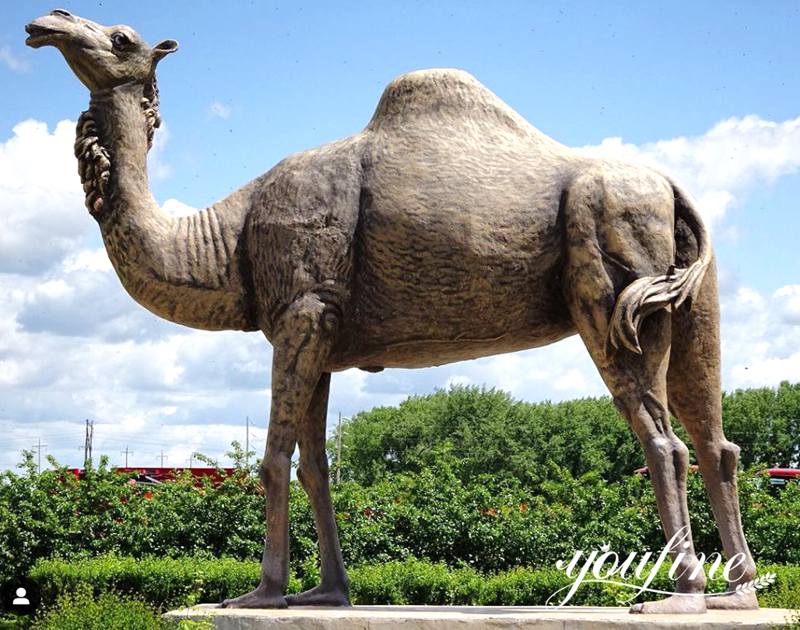 The Camel Site Saudi