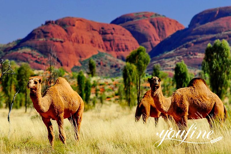 Bronze life-size Camel Statue Garden Decor for Sale BOK1-097 - Bronze Wildlife Sculpture - 14