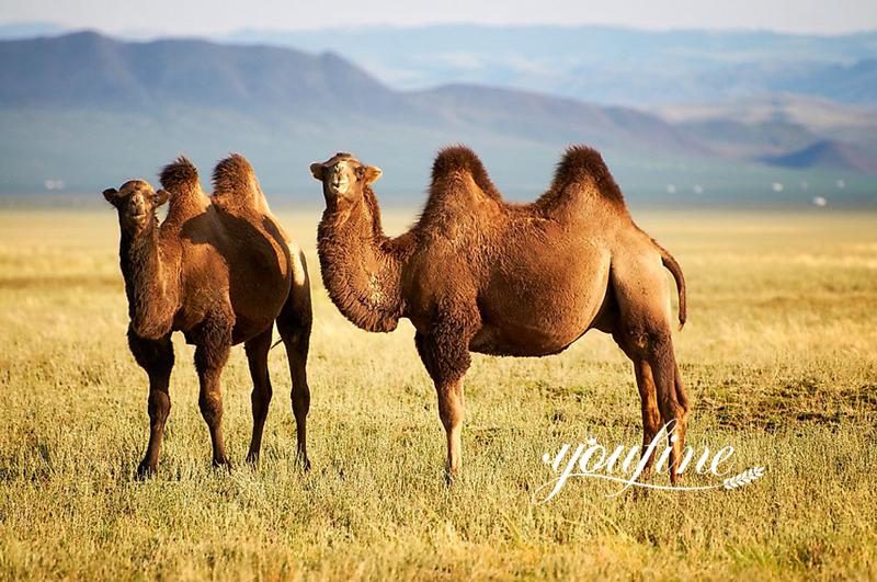 Bronze life-size Camel Statue Garden Decor for Sale BOK1-097 - Bronze Wildlife Sculpture - 15