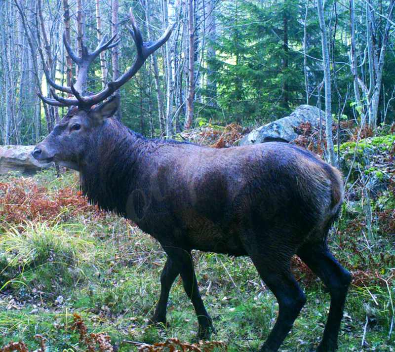 Outdoor Custom Northern Europe Bronze Deer Statue for Farm - Customer Feedback - 11