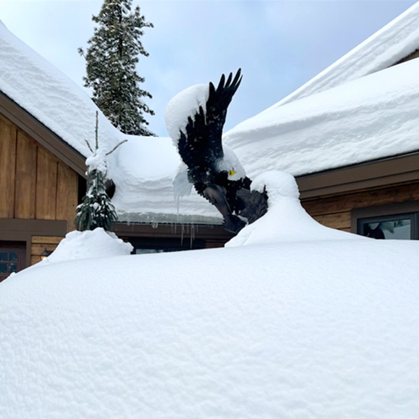 Large Bronze Eagle Statue Manufacturer - YouFine News - 22