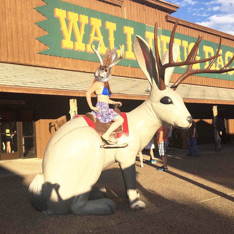 Jackalope Myth