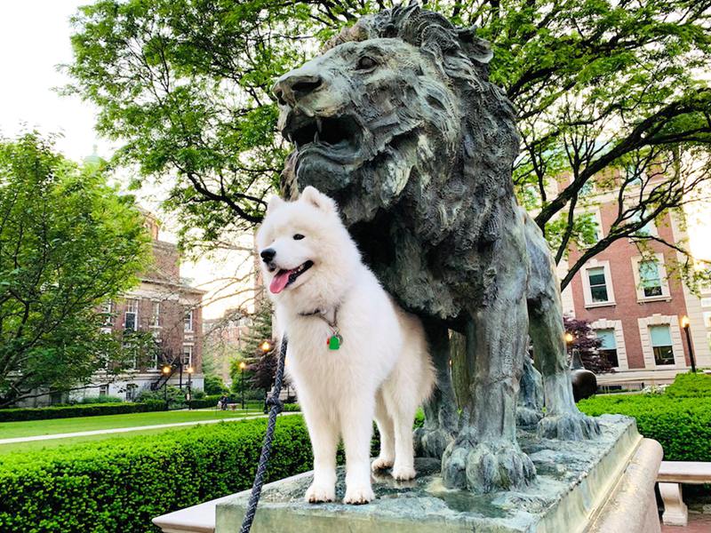 Top 10 Stunning School Mascots Outdoor Lion Statue - Blog - 2