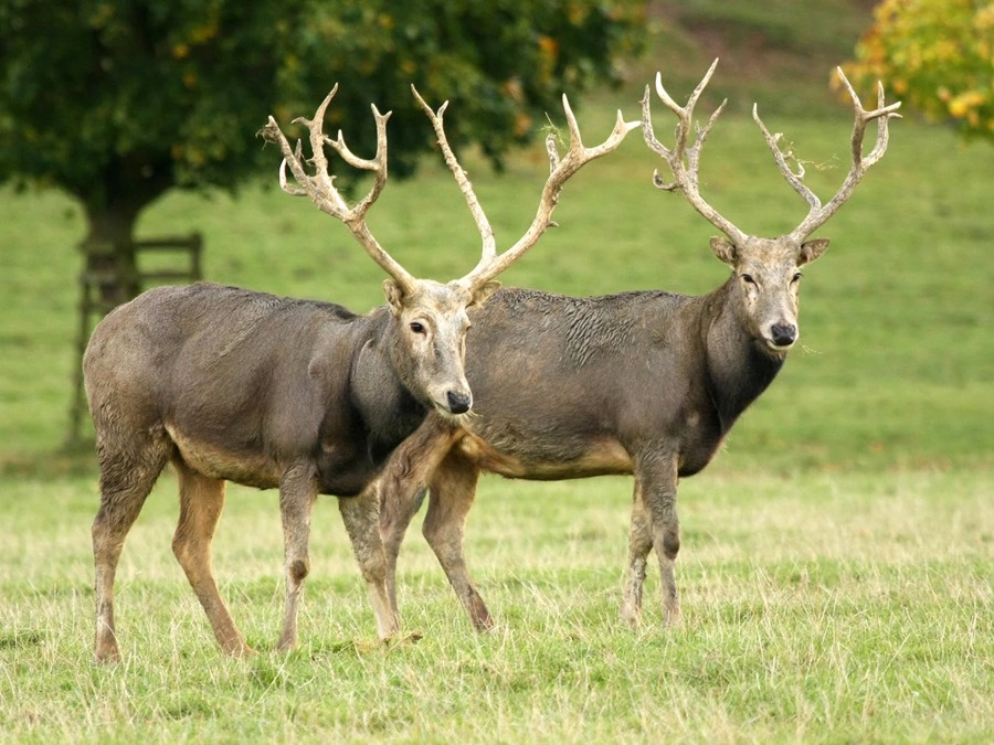 The Ultimate Guide to Bronze Deer, Stag, Elk, and Moose Sculptures in Western Art and Landscape - Blog - 9 Père David’s Deer