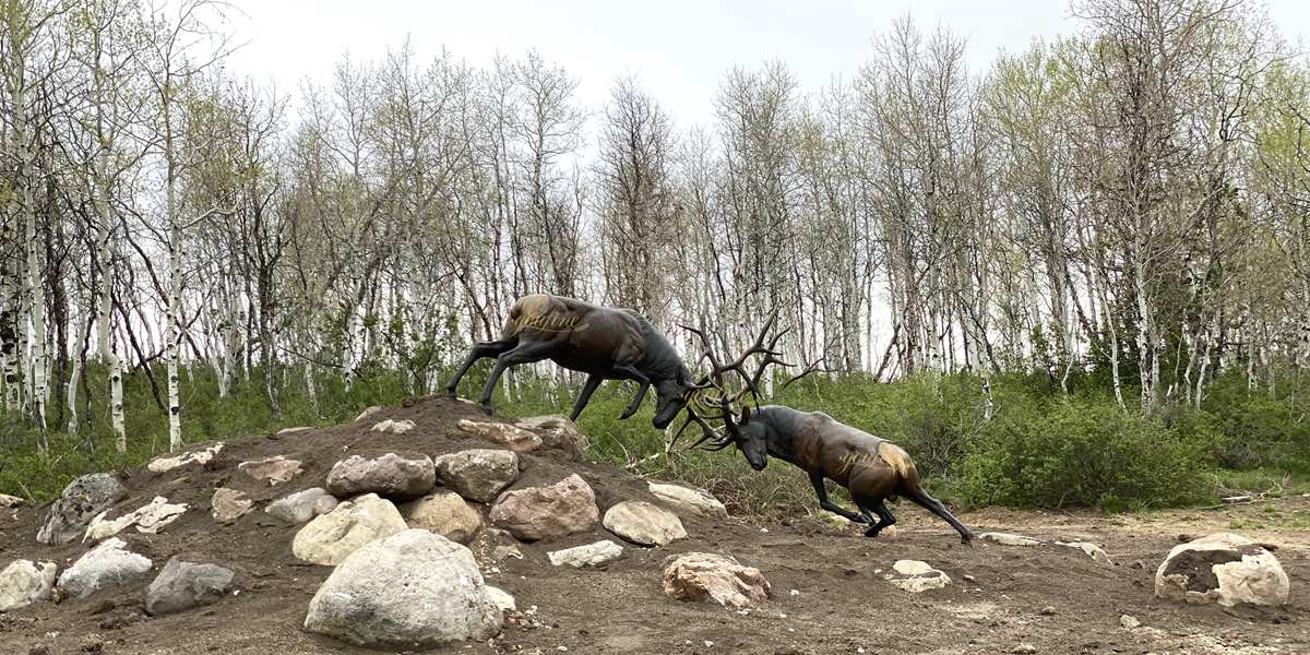 Fighting Elk Statue in Spring