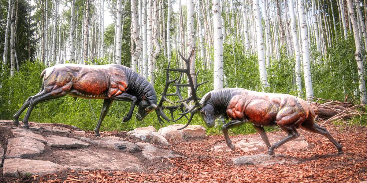 Fighting Elks in Early Summer